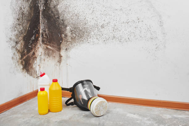 Best Fast Mold Removal  in Los Alamitos, CA