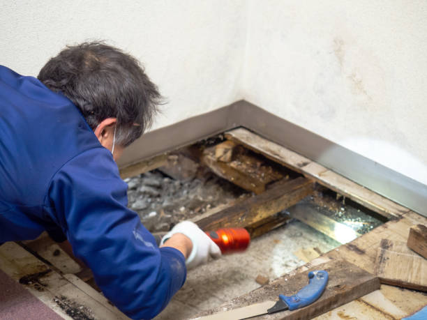 Best Commercial Mold Removal  in Los Alamitos, CA