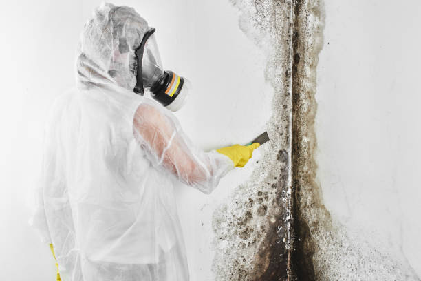 Best Home Mold Removal  in Los Alamitos, CA