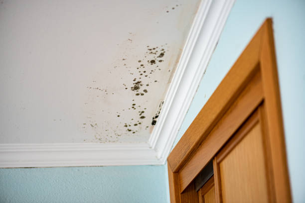 Best Mold Cleaning Services  in Los Alamitos, CA