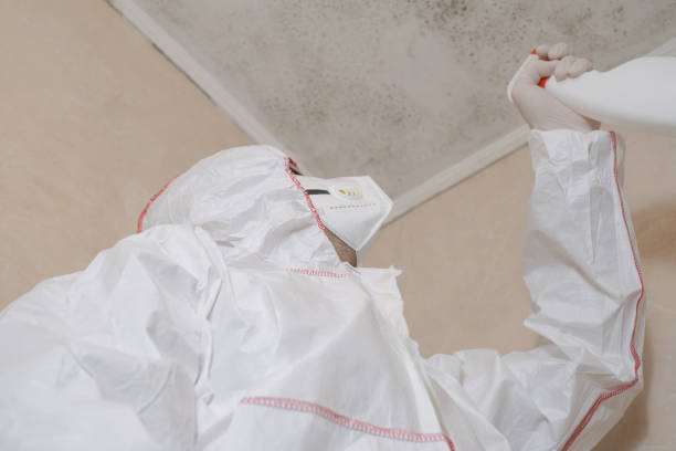 Trusted Los Alamitos, CA Mold Removal Experts