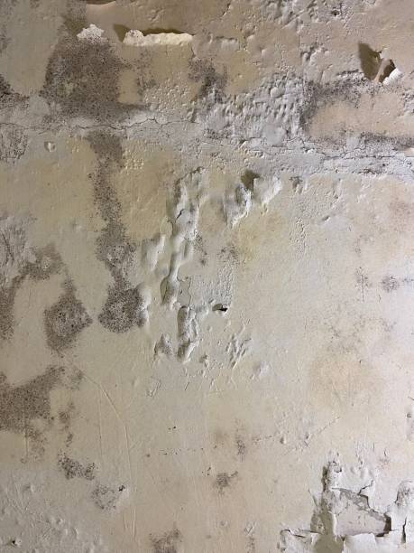 Best Mold Removal Near Me  in Los Alamitos, CA