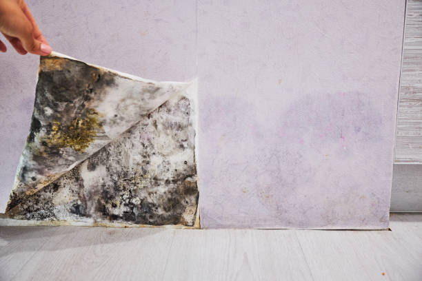 Reliable Los Alamitos, CA Mold Removal Solutions